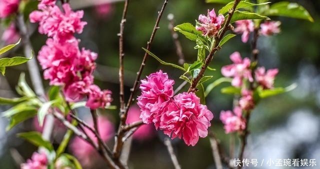 花季|丽江古城内的秘境，犹如从画卷中走出，花季时美如仙境！