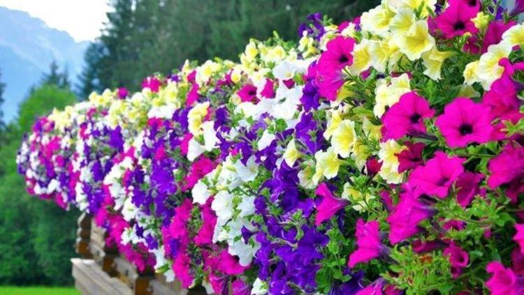 此花最适合家里养,365天开花不断,比牡丹还美,越晒开花越旺