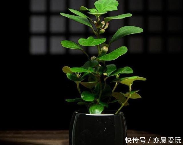 人到中年养这种“佛系花”,一叶一果实,一花一菩提,漂亮又好养