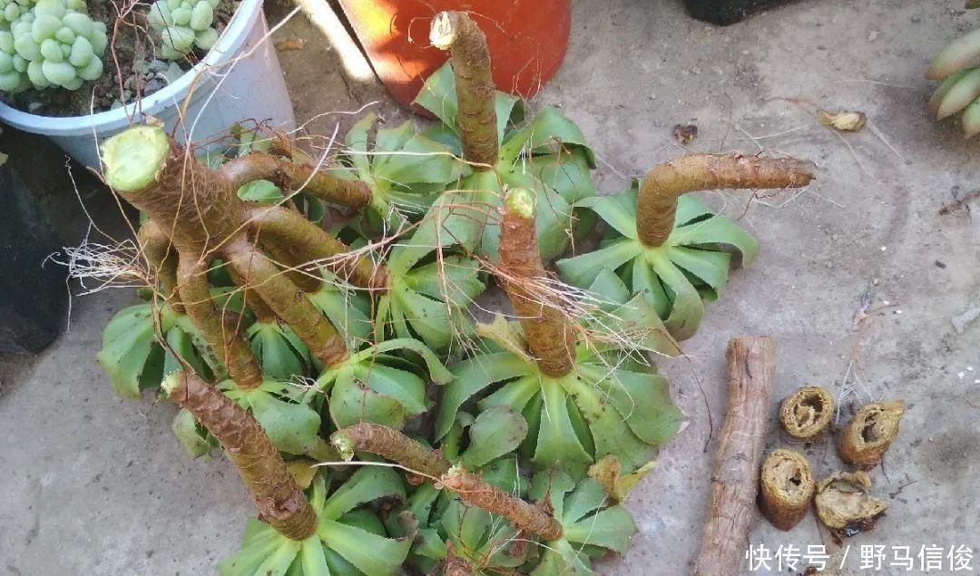 红掌|茉莉花扦插有机关,砍这一段枝条,插土里3天就活