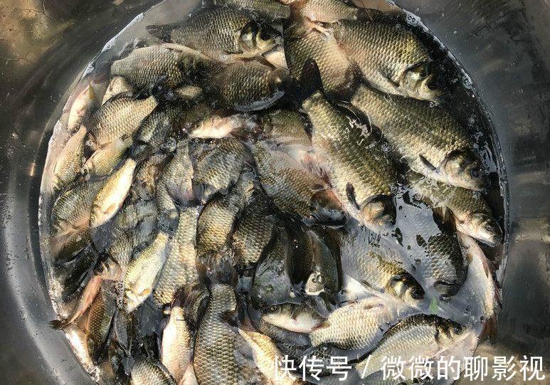 学会四钓四不钓,钓鲫鱼,易如反掌