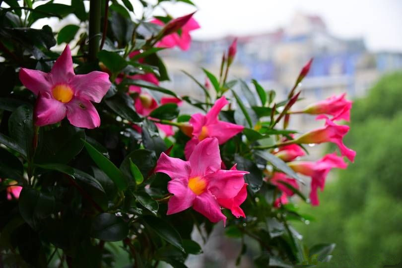 喜欢菊花，就养“国华系列菊花”国华优雅，似白莲少女，冰清玉洁