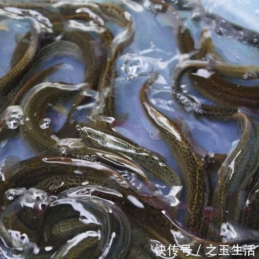 人称“水中人参”，怎么做都好吃，乡下人都吃过，可惜沦为放生鱼