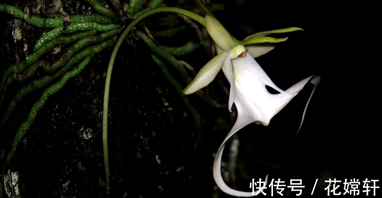 鬼兰|世界上最贵的花朵,一朵价值1500万,知道这是什么花吗?