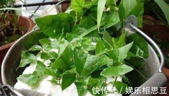 5种花开完后,剪下的枝条不要扔,活性高适合扦插,一插一大盆