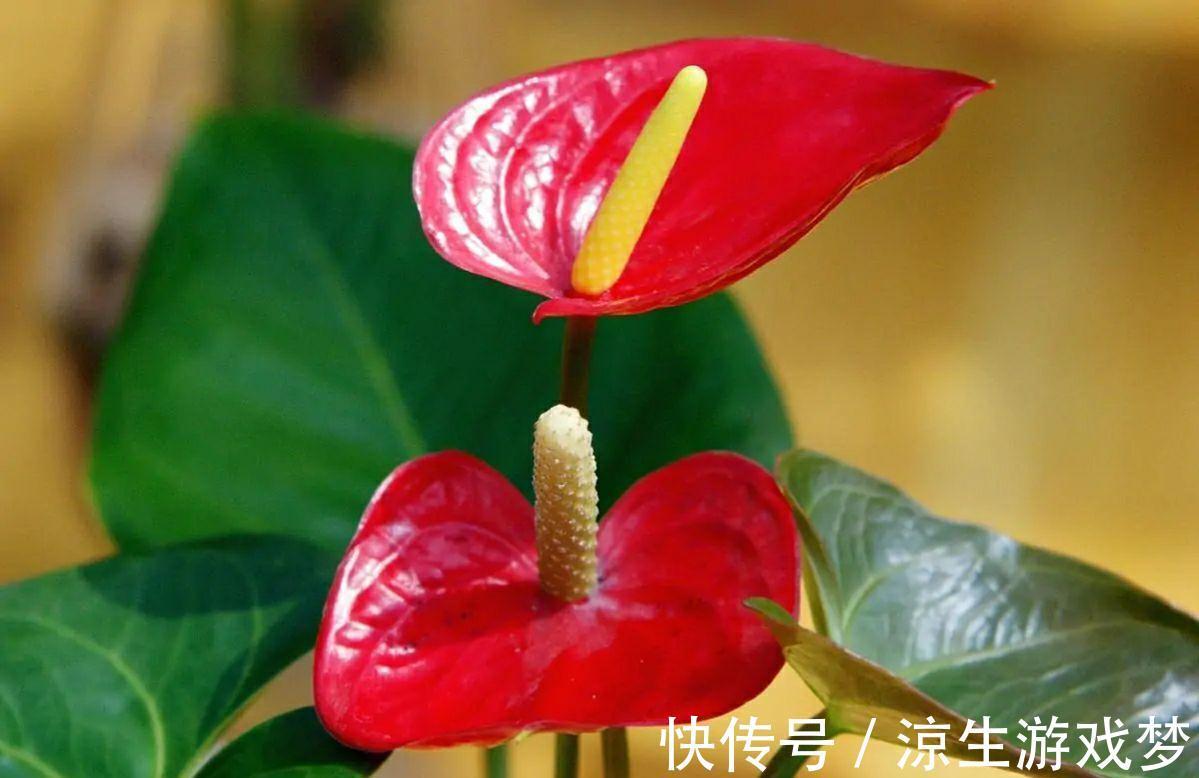 家里养盆好运花，花朵红艳又大气，越养越喜人