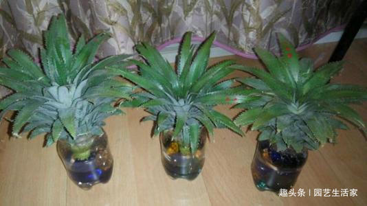 吃剩的菠萝头别扔,不用土,插水里就活,一年还能结出菠萝来!