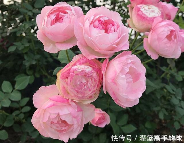 几款又香又可爱的萌系月季,萌化你的少女心不夸张