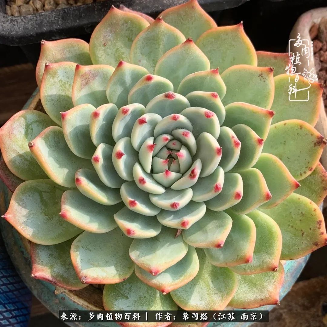 当多肉小白磕上吉娃娃!把自己都要美哭了!