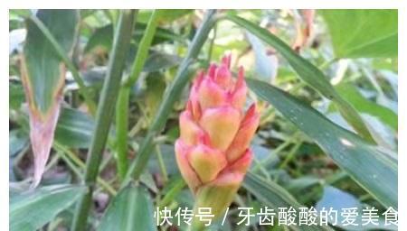 老话“生姜开花,墙倒屋塌”有道理吗?生姜为何会开花?
