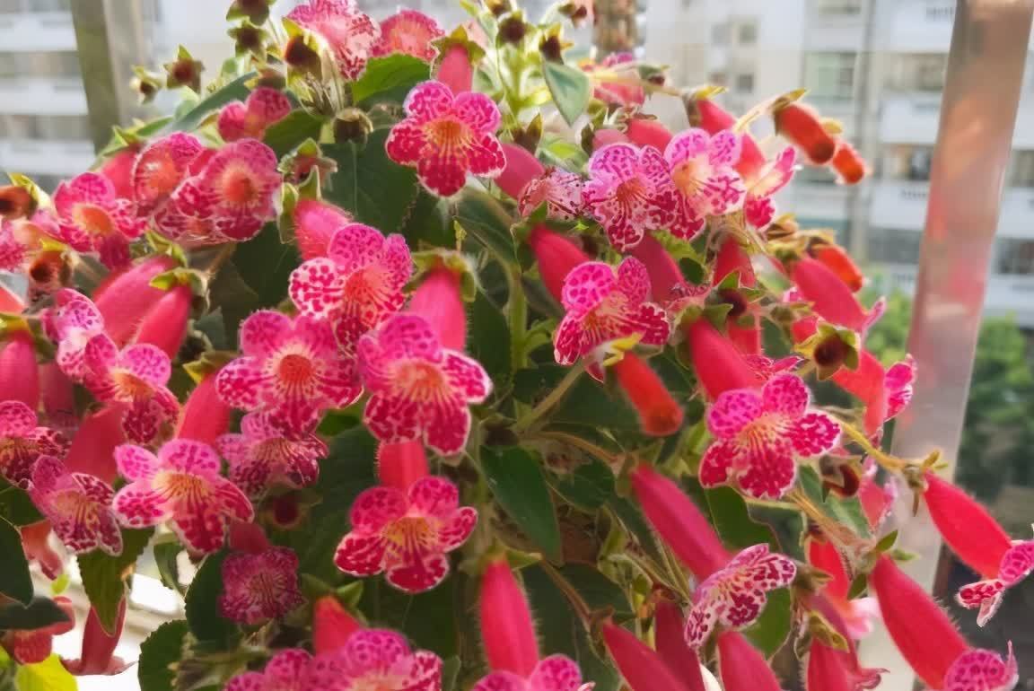 风雨兰风雨兰|集美貌与好养于一身的“3种花”,不怕高温暴晒,三天两头开花