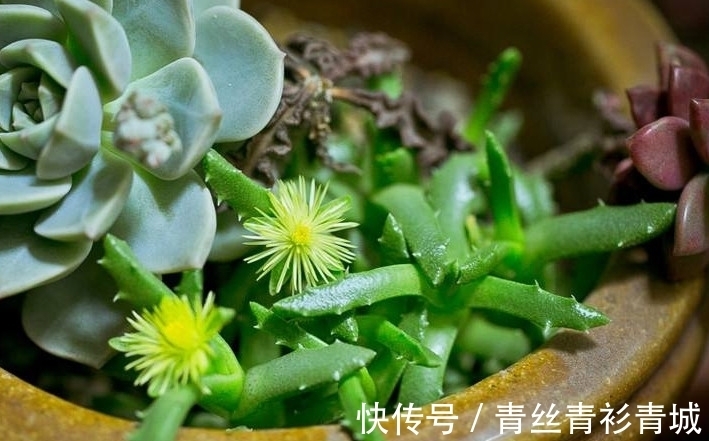 香味|带香味的多肉植物?非常少见,开花时却香气扑鼻!