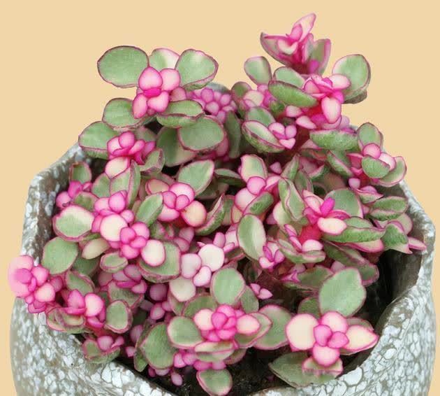 花卉|4种“陷阱”花，不适合新手，花店遇到要避开，别白花买花钱