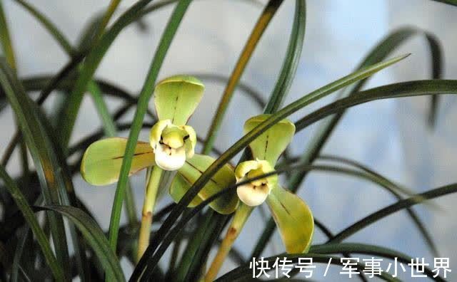 奥绿|兰花和其他花卉在养殖上有不同之处,需要做好这两个方面的工作
