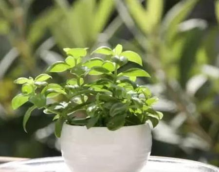 养花遇见虫害怎么办用这6种肥水浇花,虫远离叶翠绿