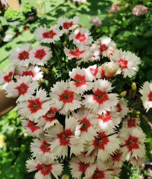 开成“红毯”的4种花，撒把种子开花十几年，邻居见了都眼馋