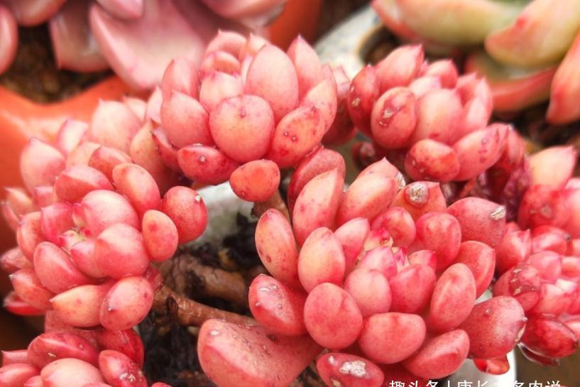 红宝石和锦晃星,两种叶片都能全红的多肉,谁才是你心目中的宝?