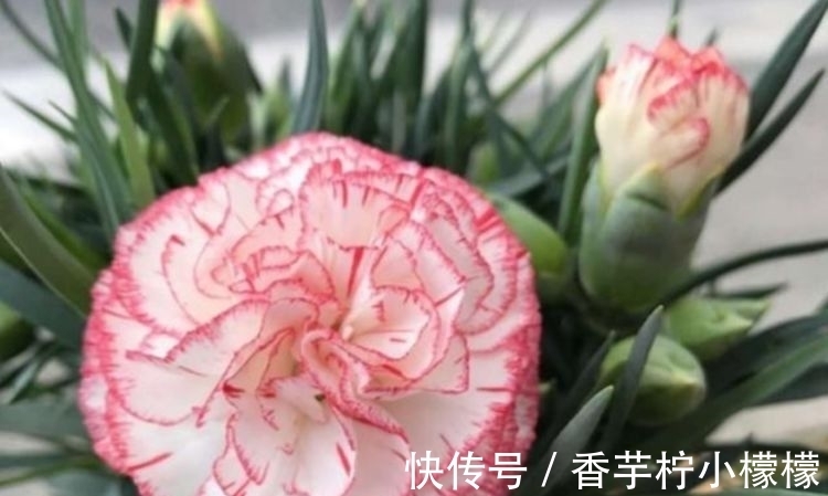 养花就养这几款,全年开花不停,比牡丹美,比绿萝好养!