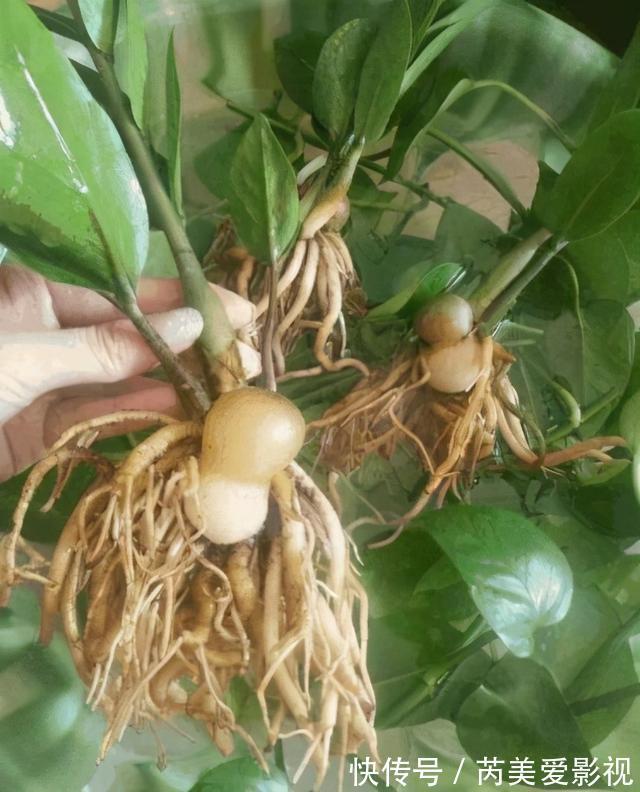 金钱树有“3怕2不喜”,难怪越养越稀疏,从不长新芽