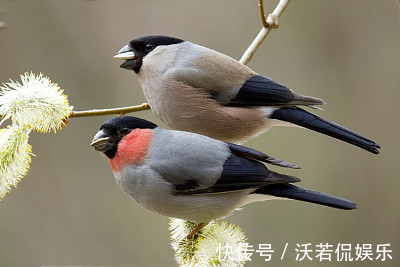 人好不如命好，这生肖女最有福，生的子女个个是上等命，福泽子孙