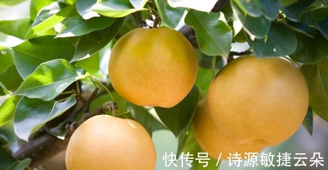 石榴|入秋后,6样应季水果要多吃,时令味道美,滋润降燥热!