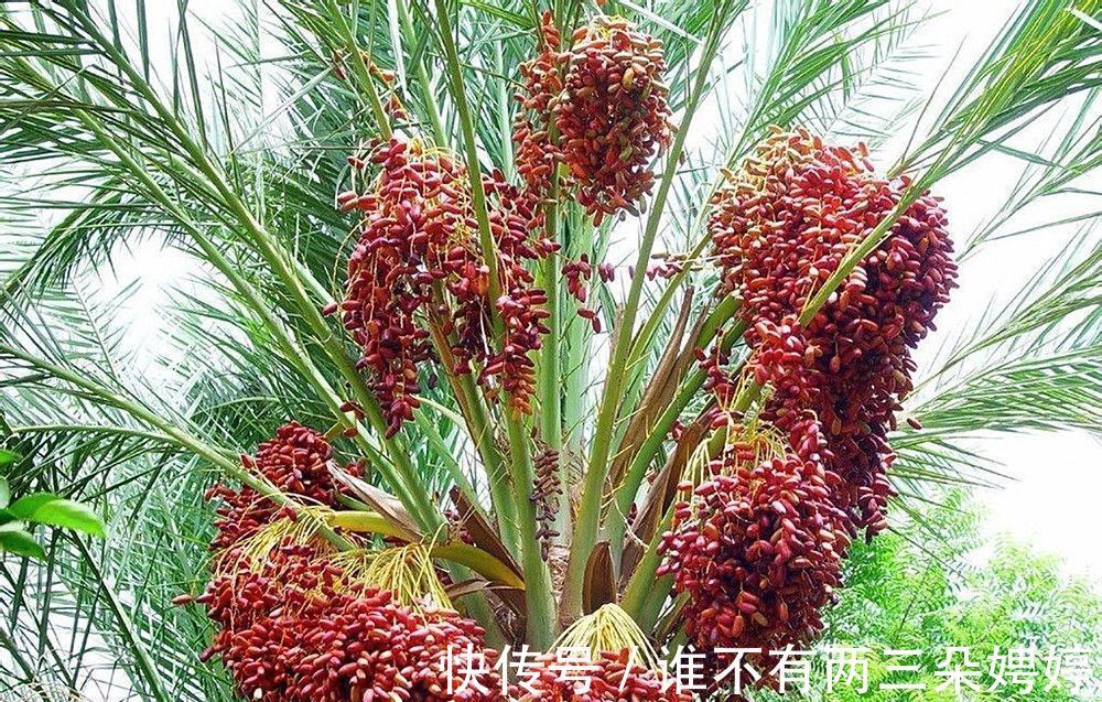 性功能|乡下一种植物,坚持一天吃6颗,功效堪比燕窝人参,很珍贵