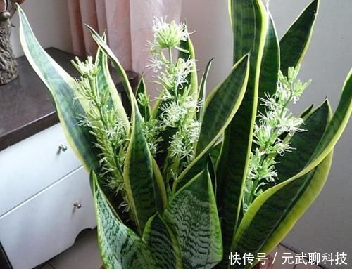 花生仁|养虎皮兰,时常忧虑黄叶、生长迟缓问题,就经常喂点它们吧