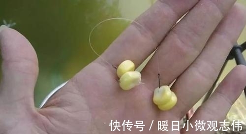 玉米粒|夏天不管是钓草鱼还是钓鲤鱼,玉米这样用,渔获至少多三条