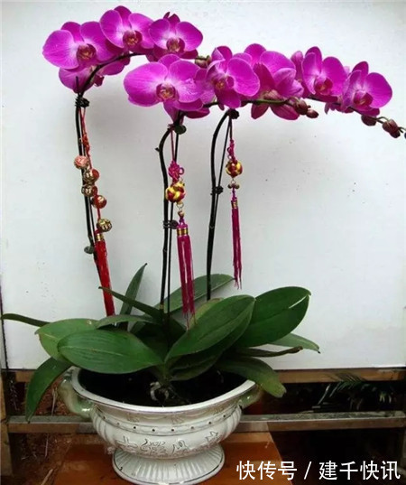 家里养6种花，把水浇得勤快了，容易烂根、黄叶，需要当心