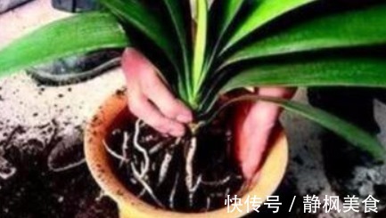 “它”是丰富的“氮磷钾肥”,盆里埋一点,盆土疏松易爆盆