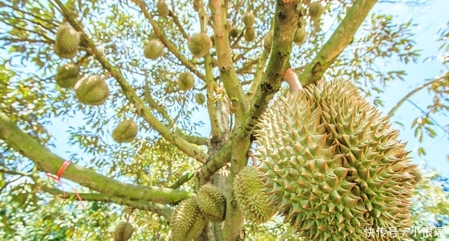 产量|一棵榴莲树可以结400个榴莲,明明产量很高,为何还卖这么贵?