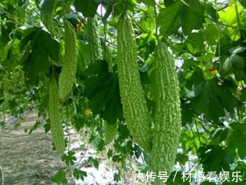 微量元素|女人常吃苦瓜好处多,能促进饮食、消炎退热、美容护肤