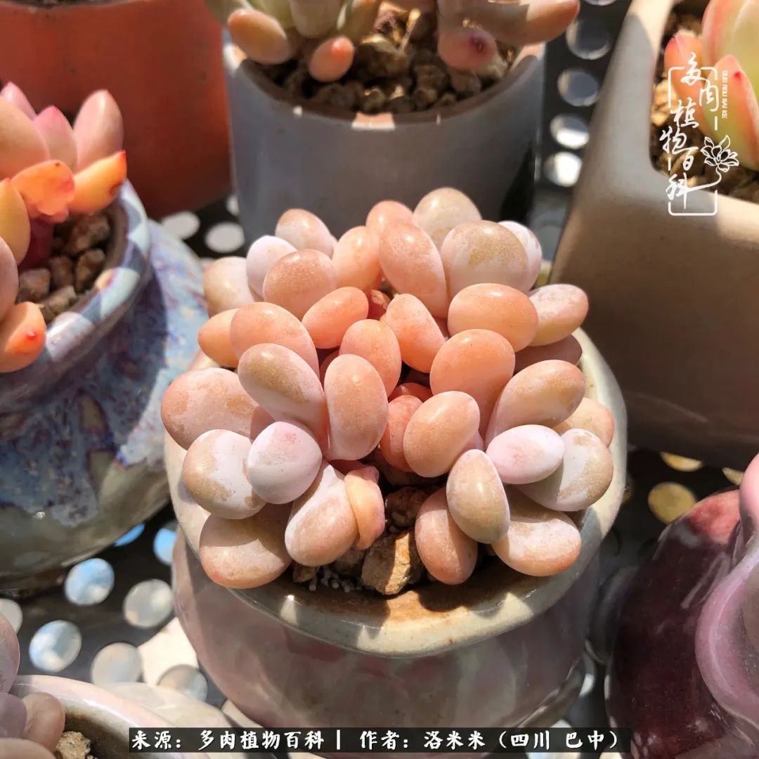 时间是多肉最好的滤镜！附个人养护经验！