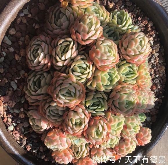 多肉|什么才是好多肉?价格贵就是好多肉吗?并不是,状态好才是真好