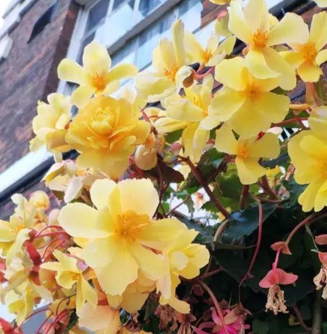 吊起来养的“4种花”，好看好养不占地，一次开出200朵，美