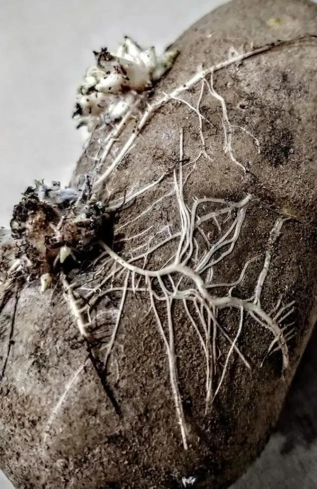 生物|土豆发芽有多恐怖!26张照片告诉你,它才是这个星球最神奇生物