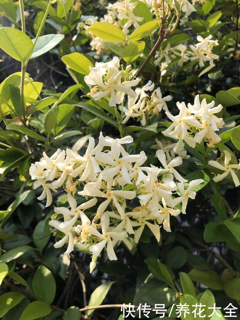 茉莉花品种繁多，每一个都香气浓郁，开花繁多