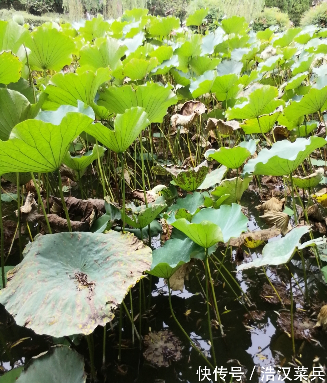 荷叶$“留得枯荷听雨声”——解读古诗词中秋天的意象,枯荷的美