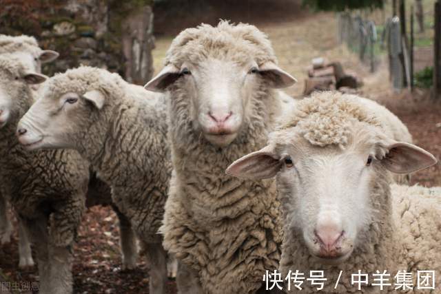 中羊集团|母羊难产？做好这几点有效护理