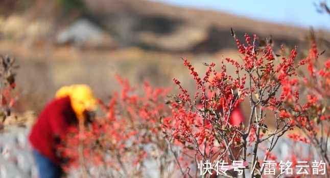 院子里种4种树,注意辨别“公母”,选错了只开花不结果