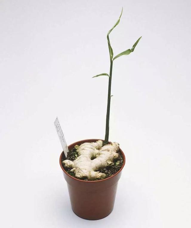 阳台种姜，不一定能种出“姜花”，但能种出“姜景”！