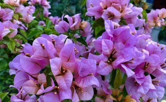 家中常见的6种花是“醋罐子”,多浇点酸水,叶子才能绿得发亮