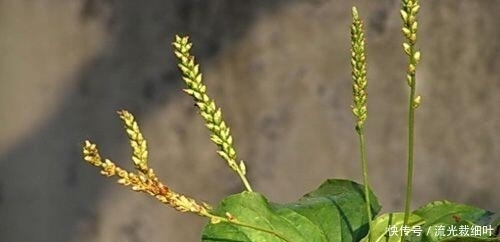 不妨|餐桌上的前列腺炎“特效药”,男人不妨多吃些,炎症或会自动消失