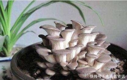 阳台养上“3种菜”，不仅观赏价值高，常吃还能远离“癌细胞”！