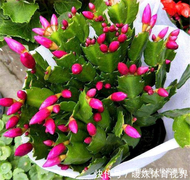 蟹爪兰叶子少不开花怎么办?3个“技巧”,蹭蹭长,开花开爆盆