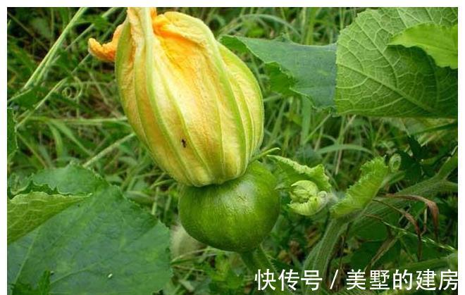 小季|趁着南瓜便宜,做点南瓜小吃,这样做出来的美食,我们全家都爱吃