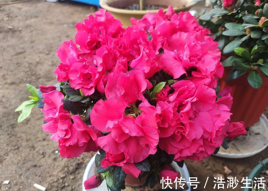 窍门|室内养花浇水总烂根?教你最简单的2个“窍门”,浇水不再烂根!