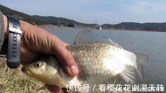 渔具|这鲫鱼饵我连用了三十年，渔具店老板都夸夸其谈，试过的人不一般