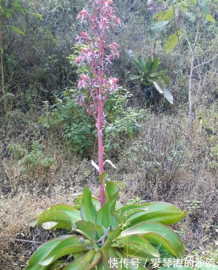 古典风十足的多肉植物,陆游钗头凤中的红酥手,你养过它吗?