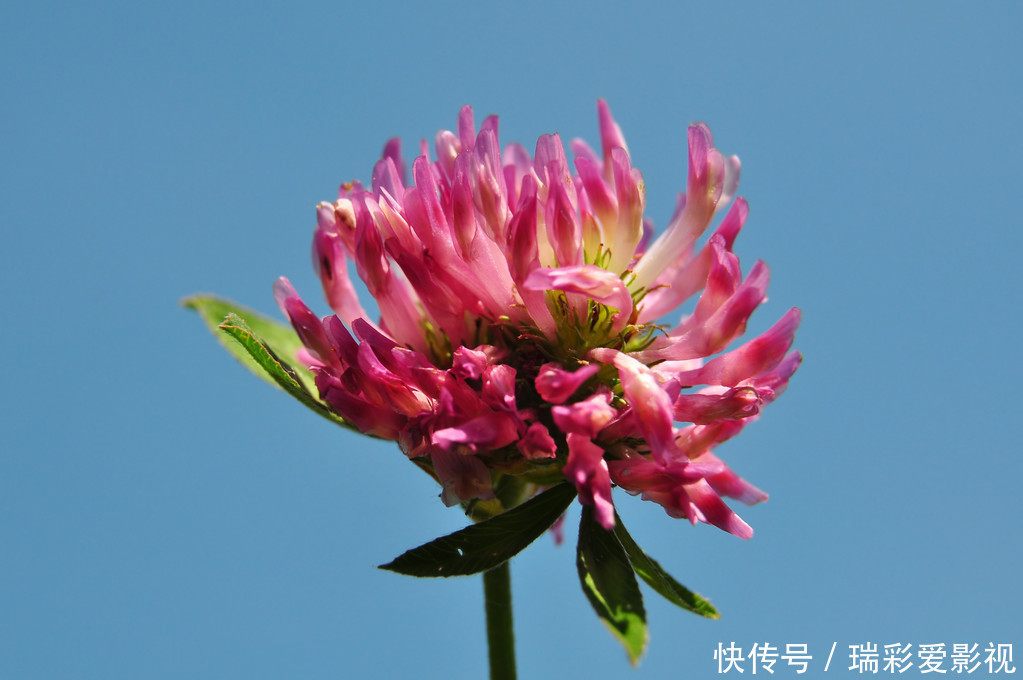 种花|3种花适合养在阳台上,开花数量多,爆盆很简单,简直是人见人爱!